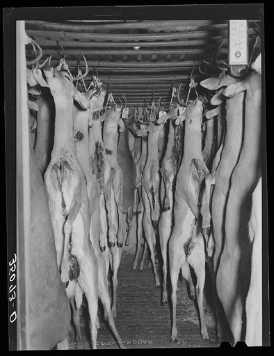 Untitled photo, possibly related to: Deer shot during the hunting season in cold storage at icehouse. Mason, Texas