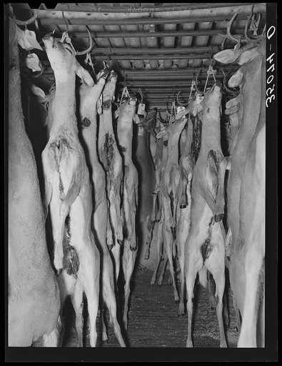 Deer shot during the hunting season in cold storage at icehouse. Mason, Texas