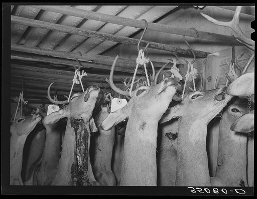 Heads of deer shot by hunters. Mason, Texas