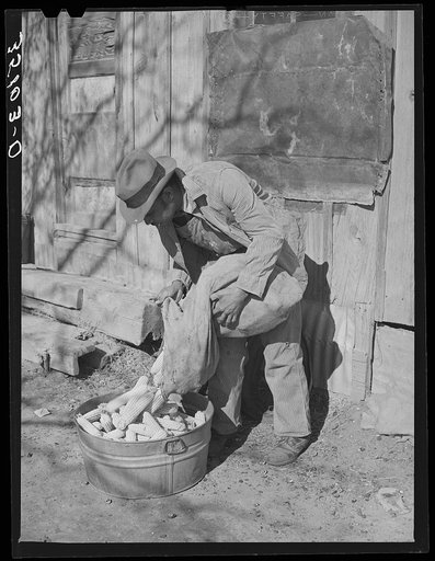 Pomp Hall, Negro tenant farmer, pouring seed corn into tub for selecting. Creek County, Oklahoma. See general caption number 23