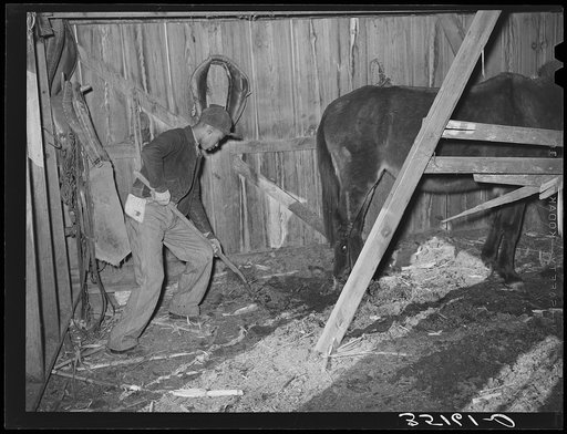 Son of Pomp Hall, Negro tenant farmer, cleaning out manure in barn. Creek County, Oklahoma. See general caption number 23