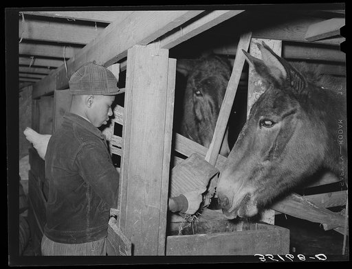Son of Pomp Hall, Negro tenant farmer, feeding his father's mule. Creek County, Oklahoma. See general caption number 23