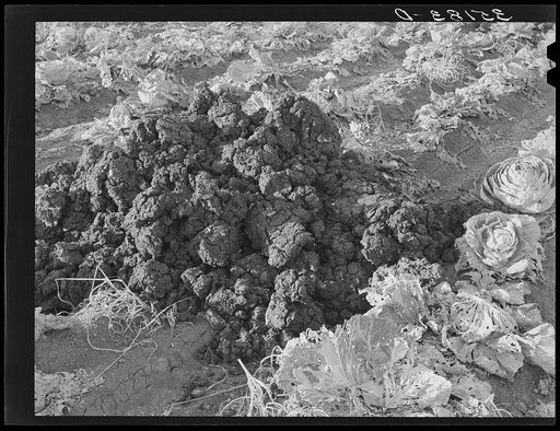 Fertilizer in cabbage field. Bexar County, Texas
