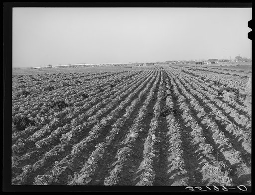 Cabbage field in the winter. Bexar County, Texas