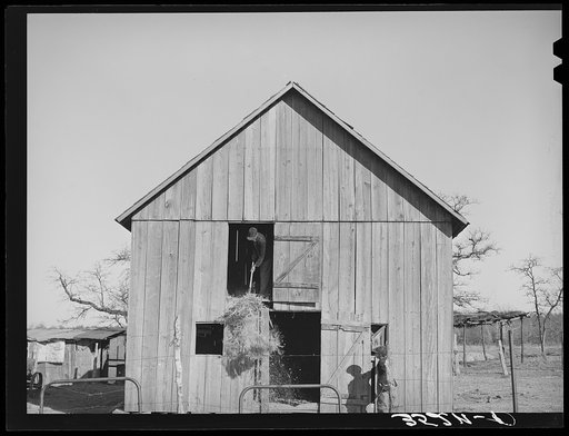 Untitled photo, possibly related to: Son of Pomp Hall, Negro tenant farmer, carrying hay into barn to feed mule while his brother pitches down the hay from the loft above. Creek County, Oklahoma. See general caption number 23