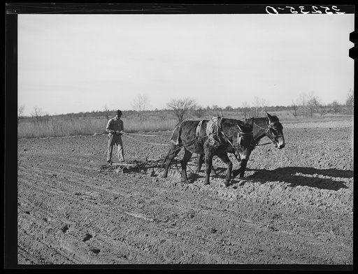 Son of Pomp Hall, Negro tenant farmer, plowing. See general caption number 23. Creek County, Oklahoma