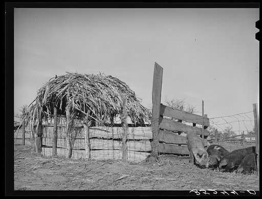 Corner of hog pen on farm of Pomp Hall, Negro tenant farmer. Creek County, Oklahoma. See general caption number 23