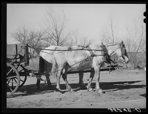 Mules. Creek County, Oklahoma