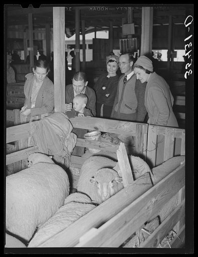 Visitors at the San Angelo Fat Stock Show looking at sheep on exhibit. San Angelo, Texas