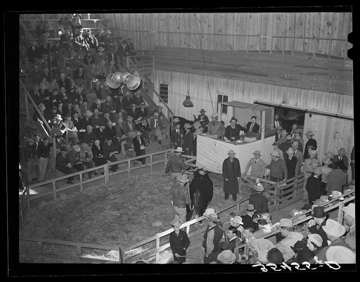 Auction of the prize beef steer at San Angelo Fat Stock Show. San Angelo, Texas