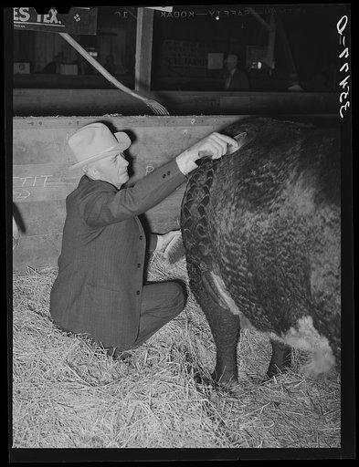 Cattlemen grooming beef steer which will be shown at San Angelo Fat Stock Show. San Angelo, Texas