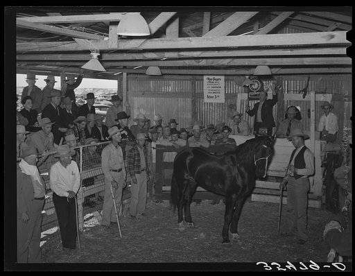 Auction of horses at San Angelo Fat Stock Show, San Angelo, Texas. The breeding and raising of fine horses is a part of the cattle industry. They are used not only as show horses and as saddle horses but also each cowboy on a ranch has a string of from five to a dozen horses for his own use in ranch