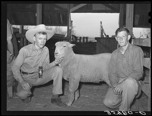 4-H Club boys from Tom Green County showing sheep at the San Angelo Fat Stock Show. San Angelo, Texas