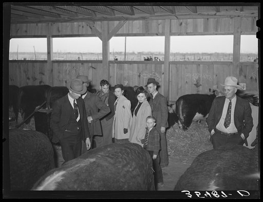 A family group looking at beef steers on display at the San Angelo Fat Stock Show. San Angelo, Texas