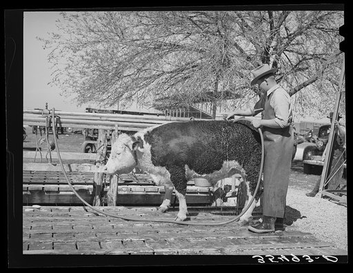 Cowboy washing Hereford steer which will be shown next morning at the San Angelo Fat Stock Show. San Angelo, Texas