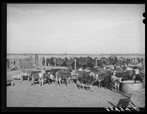 Calves and horses which are used in the rodeo at the San Angelo Fat Stock Show. San Angelo, Texas