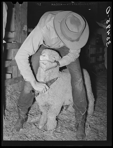 Cowboy trimming up sheep which will be shown at the San Angelo Fat Stock Show. San Angelo, Texas