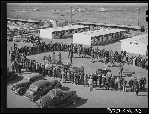 Ring of people watching the judging of horses at the San Angelo Fat Stock Show. San Angelo, Texas. Many polo ponies are bred and raised in West Texas