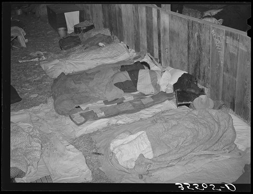 Cowboys asleep in cattle show barns in the San Angelo Fat Stock Show. San Angelo, Texas