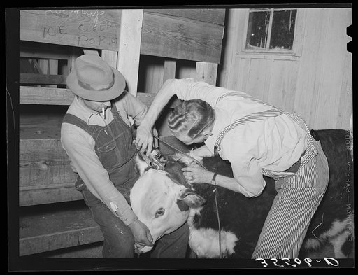 Cowboys clipping a Hereford steer which will be shown in the San Angelo Fat Stock Show. San Angelo, Texas