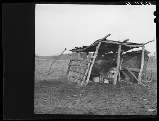 Cowshed on farm of Negro farmer in McIntosh County, Oklahoma