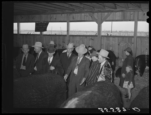 Visitors admiring prize beef steers at the San Angelo Fat Stock Show. San Angelo, Texas