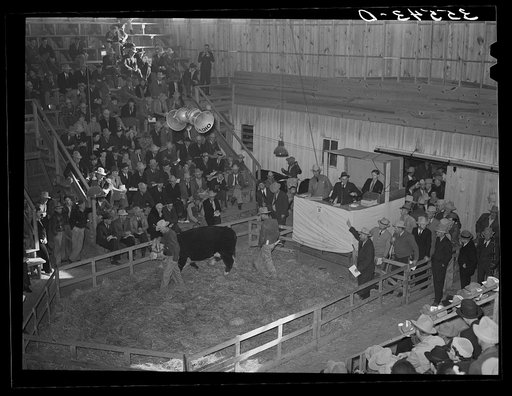 Auction of Hereford cattle at the San Angelo Fat Stock Show. San Angelo, Texas
