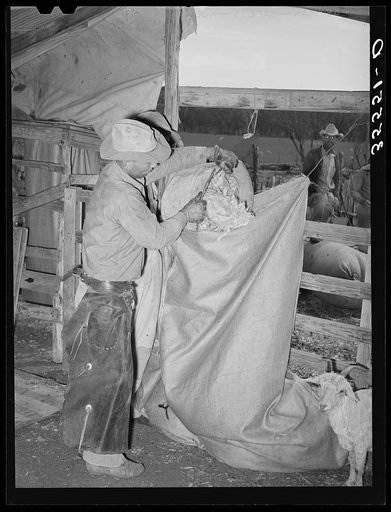 Emptying freshly sheared mohair into sack which holds approximately three hundred pounds. Sack is taken to warehouse for storage. Junction, Texas. Kimble County