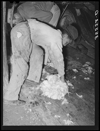 Goat shearer's helper gathering up mohair at the shearing pen. Junction, Texas. Kimble County