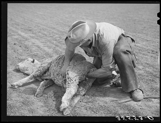 Ranchman attending to ewe who is down. She dropped lamb the day before and he is determining if she might have twins. Junction, Texas. Kimble County