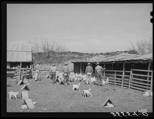 Goat shearers driving goats into shearing pen. Kids and shelters are in the foreground. Junction, Texas. Kimble County