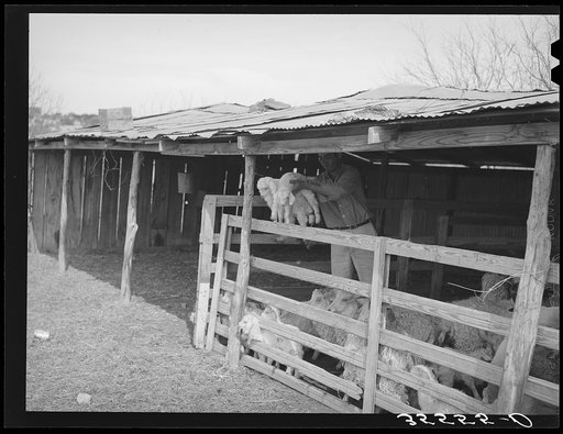 Separating the kids from the goats at shearing pen. Junction, Kimble County, Texas