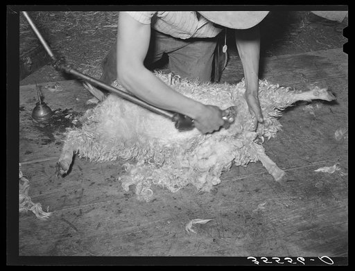 Shearing a goat on ranch. Kimble County, Texas