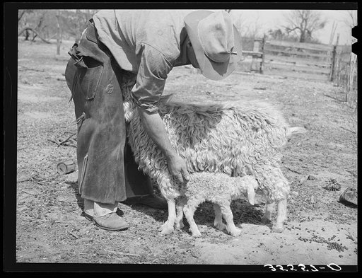 Ranchman tickling rear of newly-born kid to get him to nurse. Kimble County, Texas