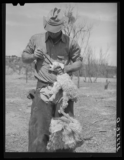 Ranchman marking a kid with paint to identify it with its mother who is marked likewise. Kimble County, Texas