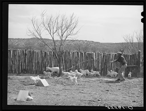 Ranchman lassoing a goat that got in among the kids when she should be in the pasture grazing. Kimble County, Texas
