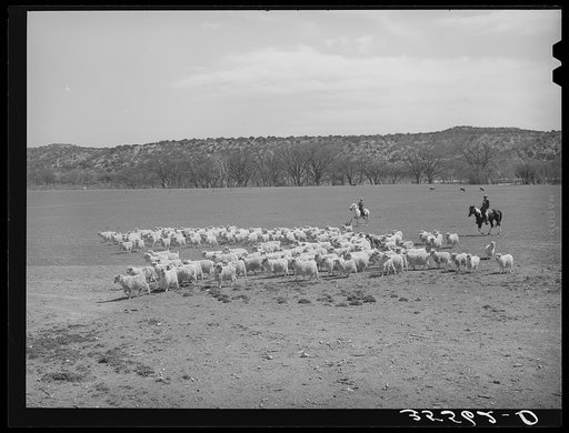 Ranchman driving in goats from the range for shearing. Kimble County, Texas