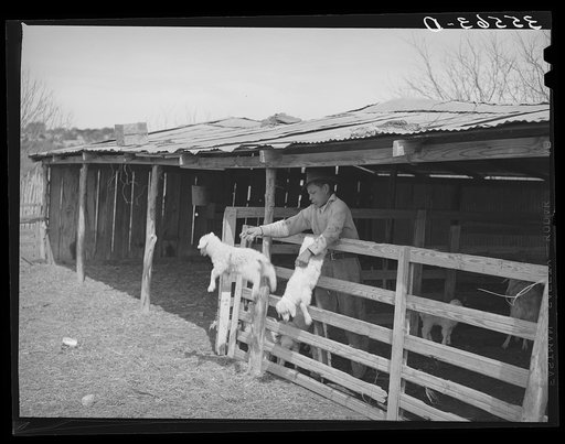 Shearer seperating goats from kids. Kimble County, Texas
