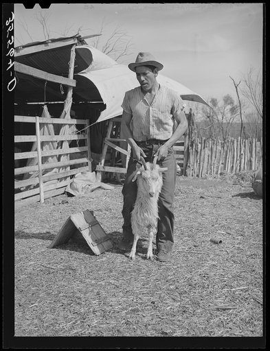 Shearer handling a goat which will be shorn. Kimble County, Texas