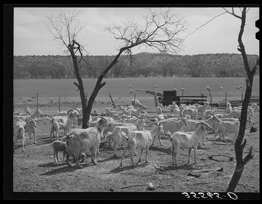 Shorn goats on ranch in Kimble County, Texas
