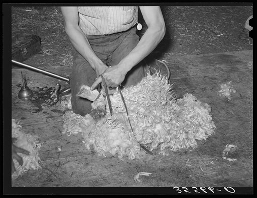 Tying feet of goat with leather strap before shearing. Kimble County, Texas