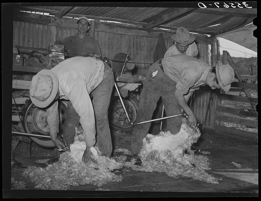 Shearing goats on ranch in Kimble County, Texas