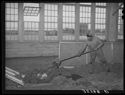 Workman at wool scouring plant pushing wool into hopper which feeds scouring machine on floor below. San Marcos, Texas