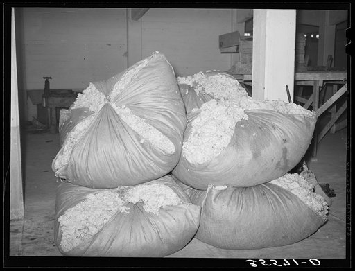 Freshly scoured and dried wool at wool scouring plant. San Marcos, Texas