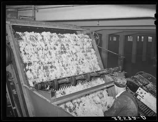 Freshly scoured wool entering drying chamber at wool scouring plant. San Marcos, Texas