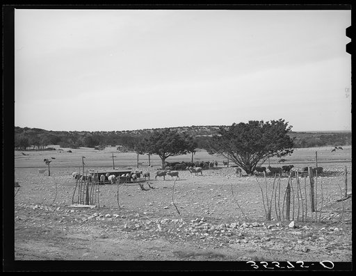 Sheep and goats in fenced enclosure. Sutton County, Texas