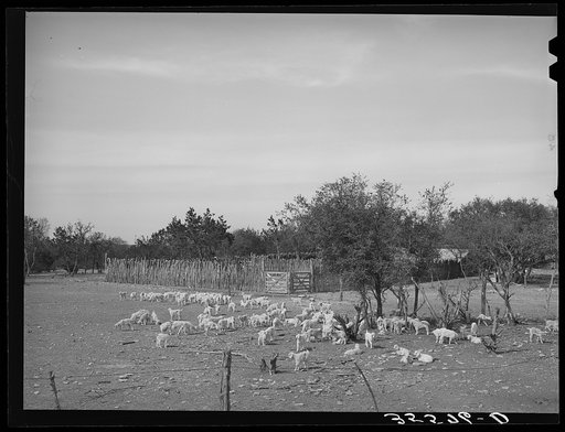 Kids in fenced enclosure in front of stockade. Ranch in Sutton County, Texas
