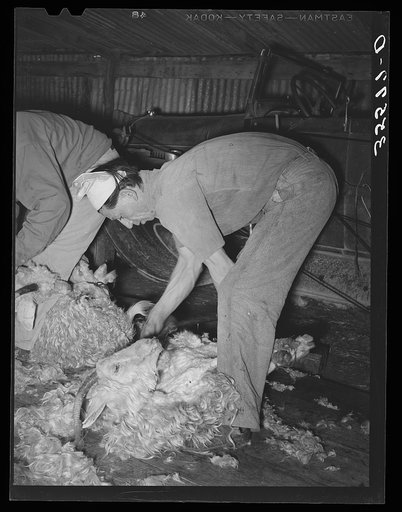 Shearing a goat on ranch in Kimble County, Texas