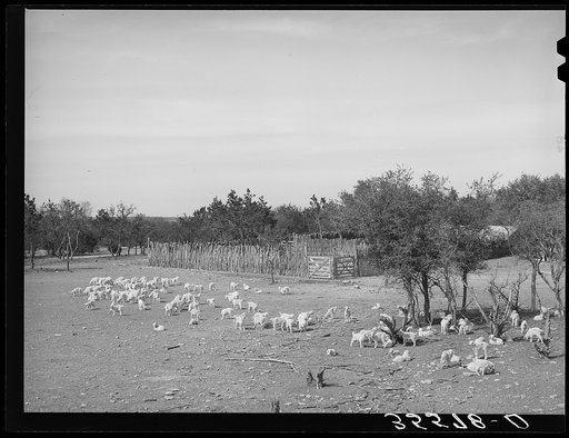Kids in fenced enclosure in front of stockade. Ranch in Sutton County, Texas