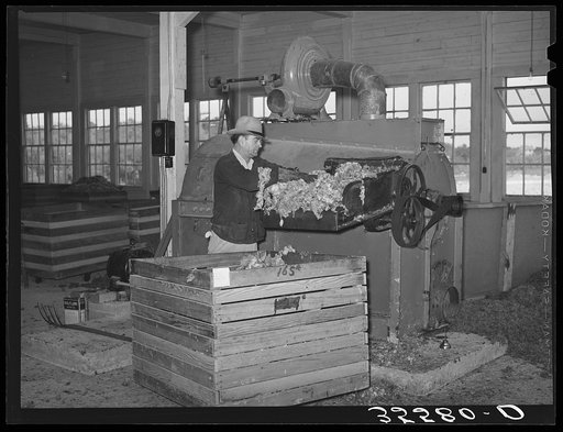 Workman feeding raw wool into machine which removes loose dust and dirt and burs. Wool scouring plant, San Marcos, Texas
